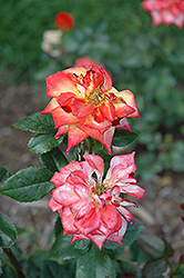 Winning Colors Rose (Rosa 'Winning Colors') at Lakeshore Garden Centres