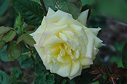 Morning Sun Rose (Rosa 'AROsumo') at Stonegate Gardens