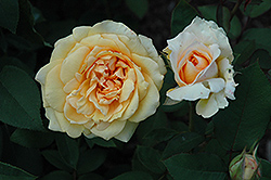 Sophia Renaissance Rose (Rosa 'Poulen002') at Stonegate Gardens