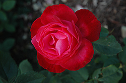 Milestone Rose (Rosa 'Milestone') at Stonegate Gardens