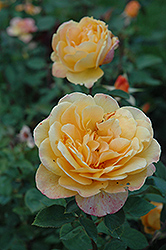 Strike It Rich Rose (Rosa 'Strike It Rich') at A Very Successful Garden Center