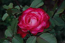 Gardens Of The World Rose (Rosa 'Gardens Of The World') at Lakeshore Garden Centres