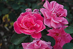 Prairie Lass Rose (Rosa 'Prairie Lass') at Stonegate Gardens