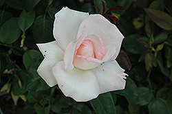 Pink Promise Rose (Rosa 'Pink Promise') at Lakeshore Garden Centres