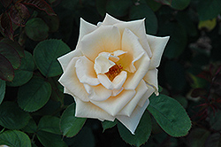 Maid Of Honor Rose (Rosa 'Maid Of Honor') at Lakeshore Garden Centres