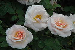 Pretty Lady Rose (Rosa 'SCRivo') at A Very Successful Garden Center