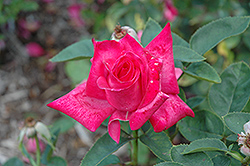 Elizabeth Taylor Rose (Rosa 'Elizabeth Taylor') at A Very Successful Garden Center