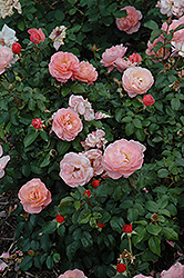 Marie Curie Rose (Rosa 'Meilomit') at A Very Successful Garden Center