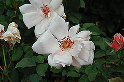 Serendipity Rose (Rosa 'Serendipity') at A Very Successful Garden Center