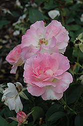 Charles Aznavour Rose (Rosa 'Charles Aznavour') at A Very Successful Garden Center