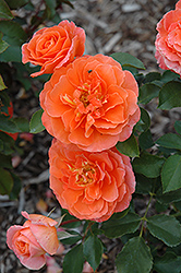 Adobe Sunrise Rose (Rosa 'Meipluvia') at Stonegate Gardens