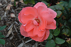 Sweet Promise Rose (Rosa 'Meigoudea') at Stonegate Gardens