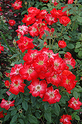 Orange Sensation Rose (Rosa 'Orange Sensation') at A Very Successful Garden Center
