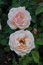 Pearlie Mae Rose (Rosa 'Pearlie Mae') at Lakeshore Garden Centres