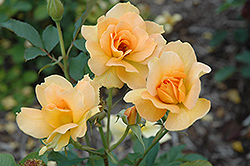 Honey Perfume Rose (Rosa 'Honey Perfume') at A Very Successful Garden Center