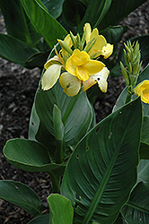 Tropicanna Yellow Canna (Canna 'Tropicanna Yellow') at A Very Successful Garden Center
