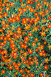 Red Gem Marigold (Tagetes tenuifolia 'Red Gem') at A Very Successful Garden Center