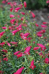 Carillo Red Beard Tongue (Penstemon x mexicali 'Carillo Red') at A Very Successful Garden Center