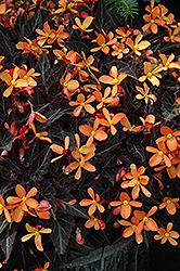 Sparks Will Fly Begonia (Begonia 'Sparks Will Fly') at Lakeshore Garden Centres