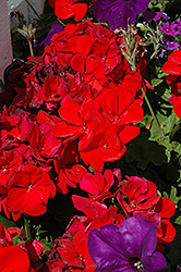 Dynamo Red Geranium (Pelargonium 'Dynamo Red') at Lakeshore Garden Centres
