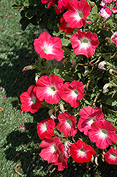 Flash Mob Redtastic Petunia (Petunia 'Flash Mob Redtastic') at A Very Successful Garden Center