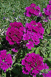 Enduro Purple Verbena (Verbena 'Enduro Purple') at A Very Successful Garden Center
