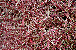 Red Threads Alternanthera (Alternanthera ficoidea 'Red Threads') at A Very Successful Garden Center