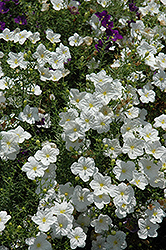 White Robe Cupflower (Nierembergia scoparia 'White Robe') at A Very Successful Garden Center