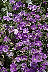 Purple Robe Cupflower (Nierembergia scoparia 'Purple Robe') at A Very Successful Garden Center