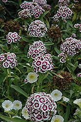 Sweet Purple White Sweet William (Dianthus barbatus 'PAS905056') at A Very Successful Garden Center