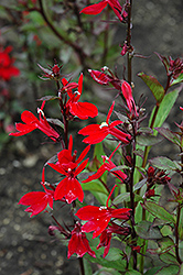 Fan Scarlet Cardinal Flower (Lobelia x speciosa 'Fan Scarlet') at Lakeshore Garden Centres