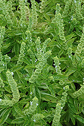 Simply Herbs Basil (Ocimum basilicum 'Simply Herbs') at A Very Successful Garden Center