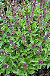 Floral Spires Lavender Basil (Ocimum basilicum 'Floral Spires Lavender') at A Very Successful Garden Center