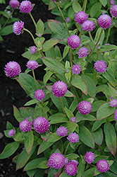 Audray Pink Gomphrena (Gomphrena 'Audray Pink') at A Very Successful Garden Center