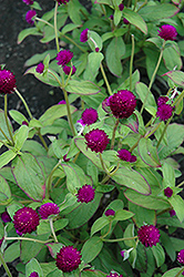 Audray Purple Red Gomphrena (Gomphrena 'Audray Purple Red') at A Very Successful Garden Center
