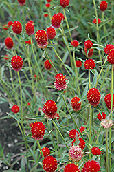 Qis Red Gomphrena (Gomphrena haageana 'Qis Red') at Lakeshore Garden Centres