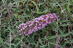 Flutterby Flow Lavender Butterfly Bush (Buddleia davidii 'Podaras 12') at A Very Successful Garden Center