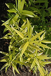 Golden Sunshine Willow (Salix sachalinensis 'Golden Sunshine') at A Very Successful Garden Center