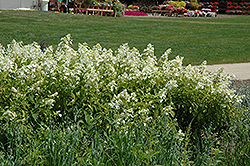 Honeycomb Hydrangea (Hydrangea paniculata 'Levana') at A Very Successful Garden Center