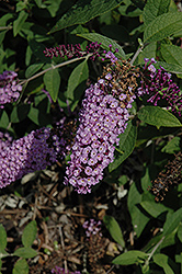 Flutterby Lavender Butterfly Bush (Buddleia davidii 'Podaras 11') at Stonegate Gardens