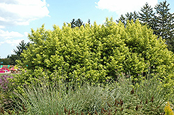 Golden Sunshine Willow (Salix sachalinensis 'Golden Sunshine') at A Very Successful Garden Center