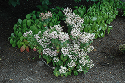 Expression Hydrangea (Hydrangea macrophylla 'Rie 06') at A Very Successful Garden Center