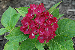 Red Sensation Hydrangea (Hydrangea macrophylla 'Red Sensation') at A Very Successful Garden Center