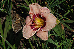 Veins Of Truth Daylily (Hemerocallis 'Veins Of Truth') at Lakeshore Garden Centres
