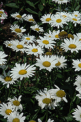 Brightside Shasta Daisy (Leucanthemum x superbum 'Brightside') at Stonegate Gardens