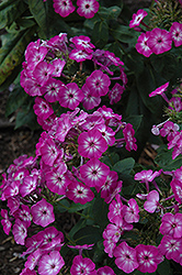 Flame Purple Eye Garden Phlox (Phlox paniculata 'Barthirtythree') at Lakeshore Garden Centres