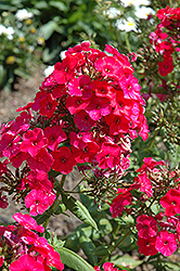 Flame Red Garden Phlox (Phlox paniculata 'Flame Red') at A Very Successful Garden Center