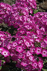 Early Start Purple Garden Phlox (Phlox paniculata 'Early Start Purple') at Stonegate Gardens