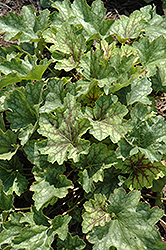 Carnival Cocomint Coral Bells (Heuchera 'Cocomint') at A Very Successful Garden Center