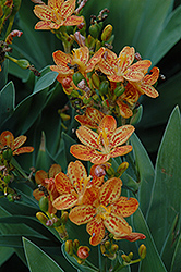 Freckle Face Blackberry Lily (Belamcanda chinensis 'Freckle Face') at A Very Successful Garden Center